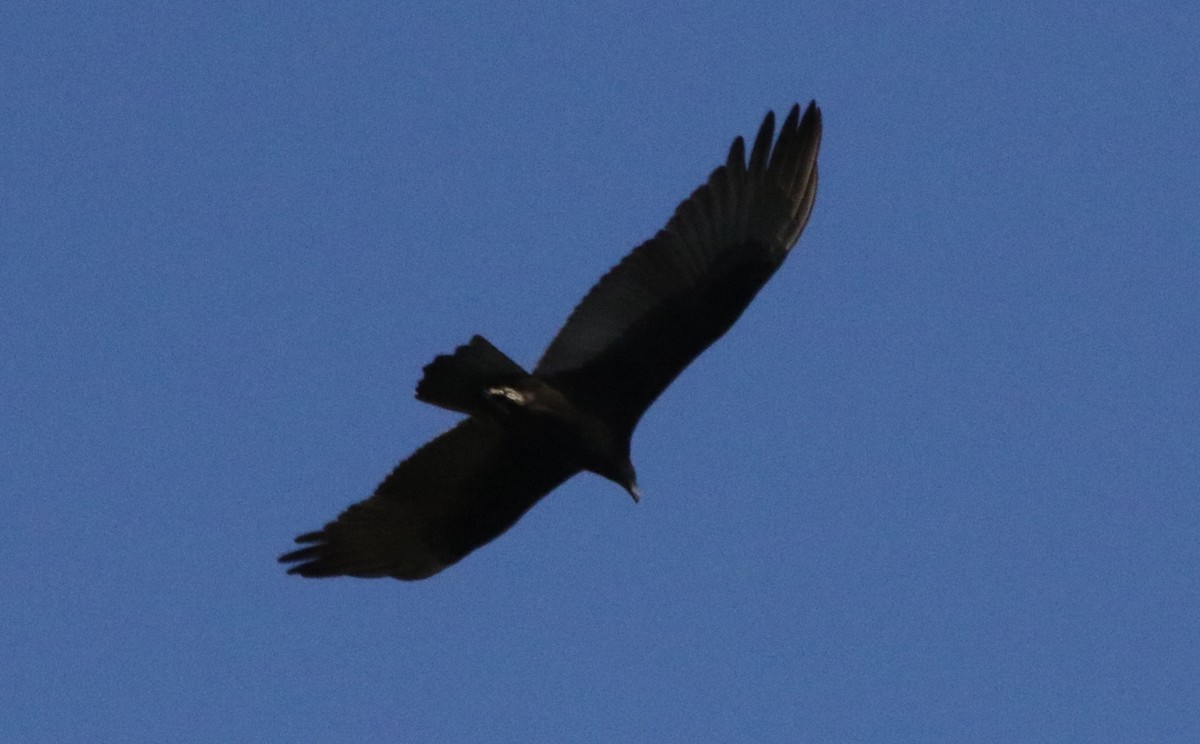 Turkey Vulture - ML497887191