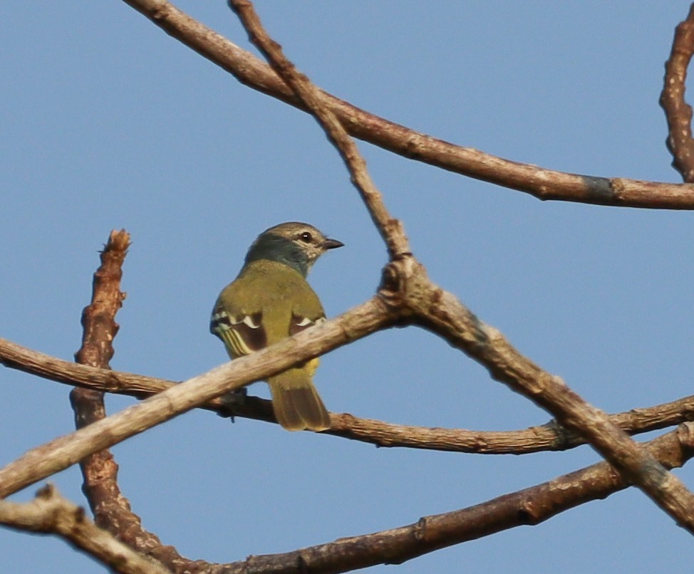 Yellow-crowned Tyrannulet - ML497887261