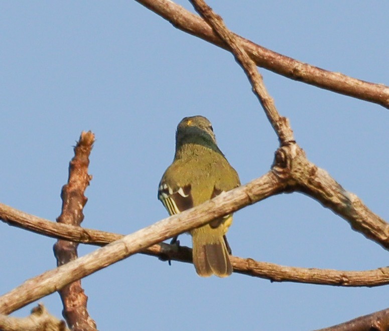 Yellow-crowned Tyrannulet - ML497887271