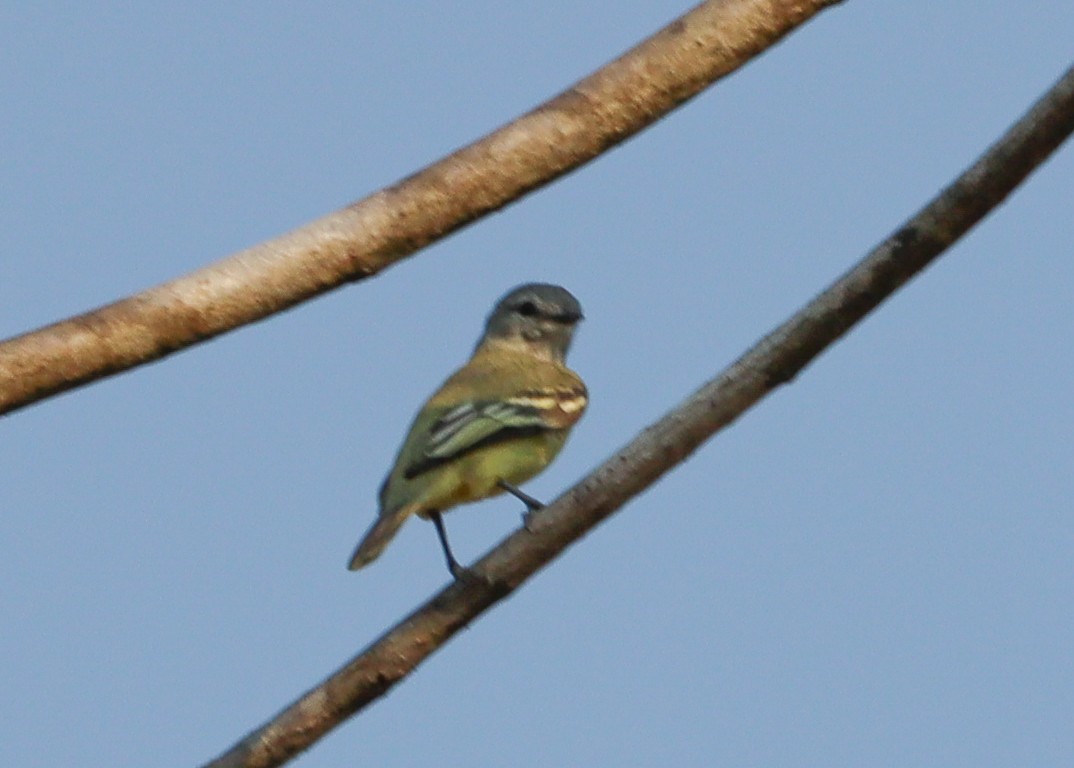 Yellow-crowned Tyrannulet - ML497887281