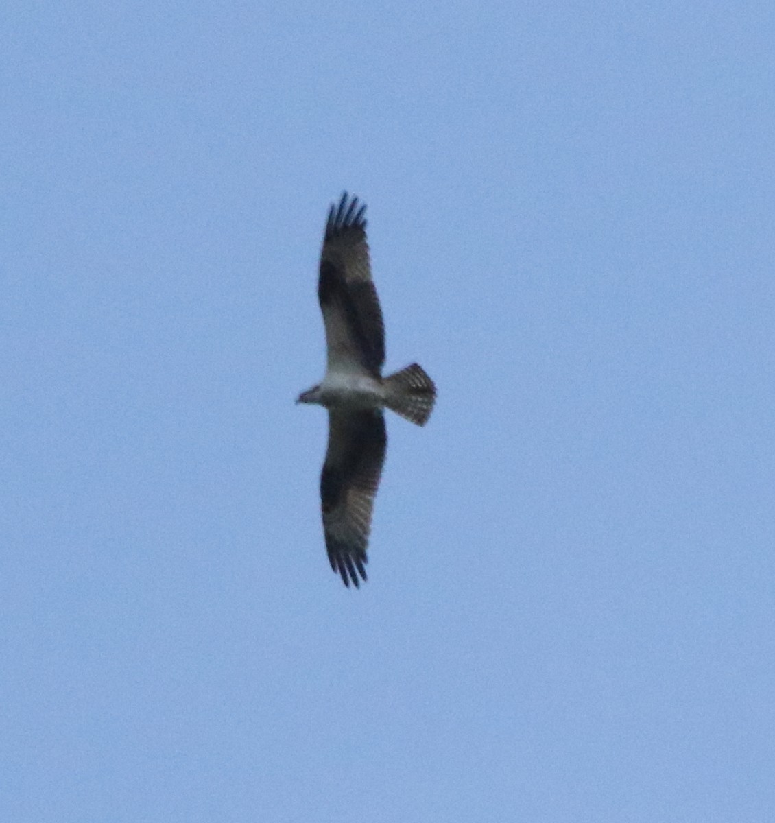 Balbuzard pêcheur - ML497887291