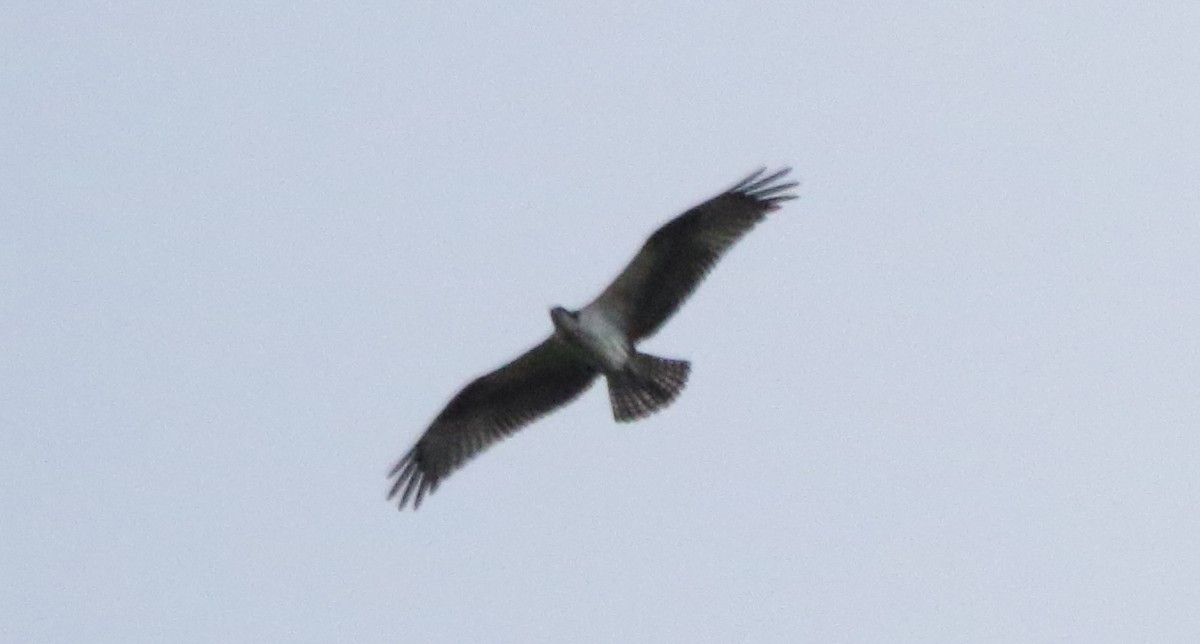 Balbuzard pêcheur - ML497887311