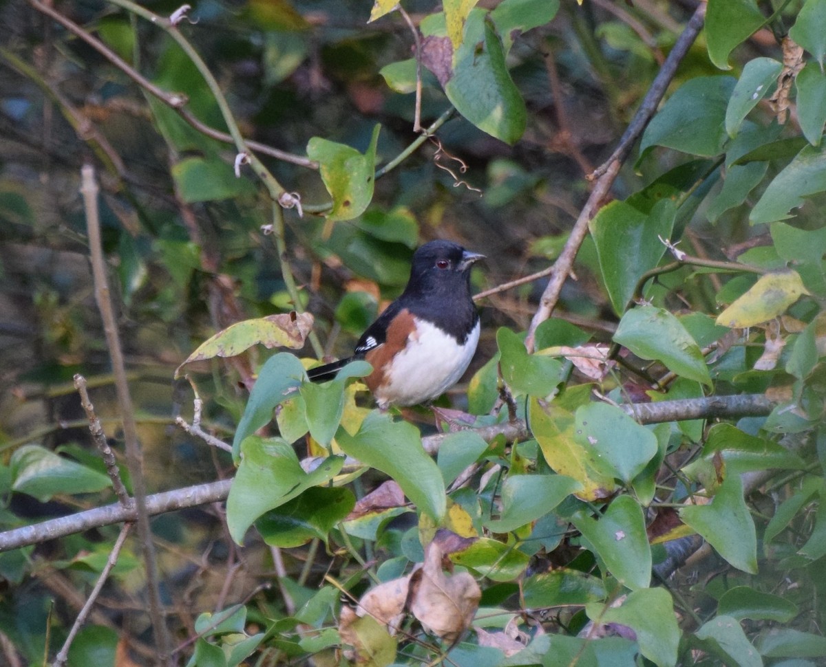 ワキアカトウヒチョウ - ML497887381