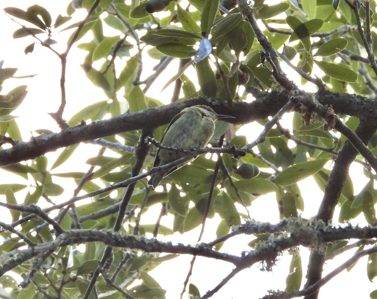 Red-legged Honeycreeper - ML497888001