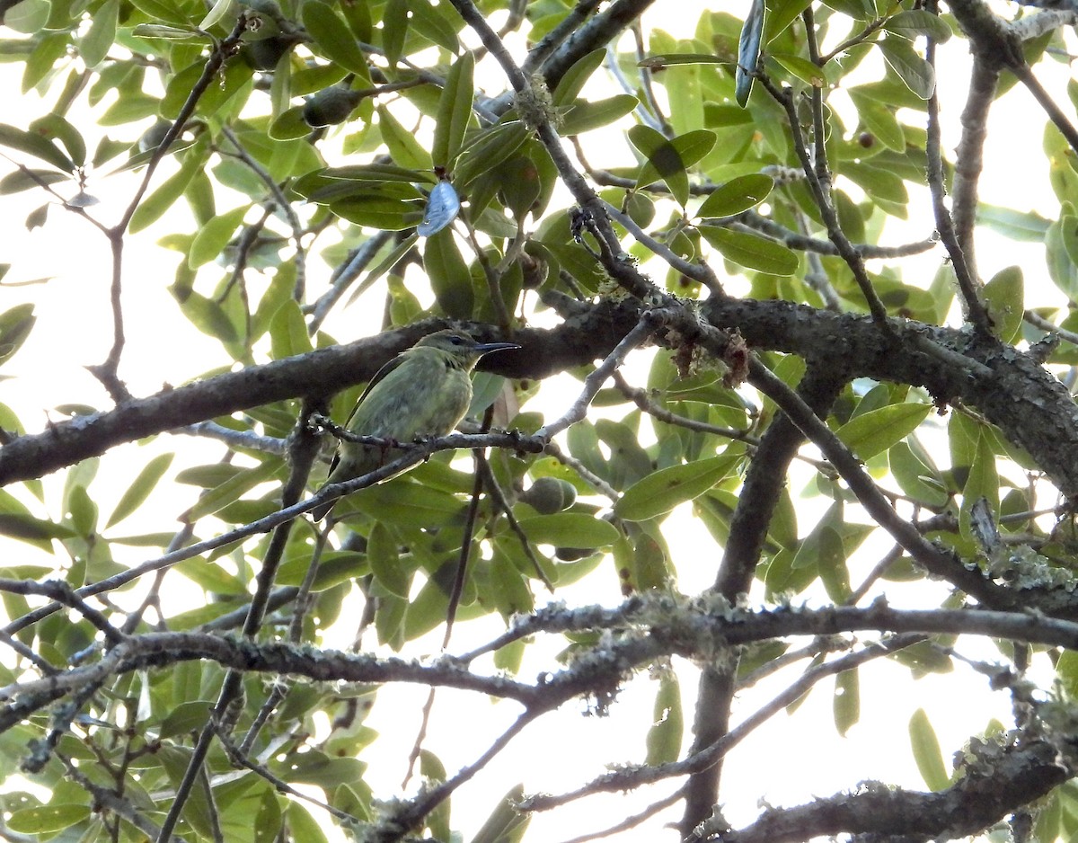 Red-legged Honeycreeper - ML497888481