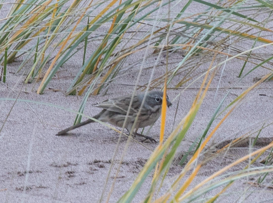 Sagebrush Sparrow - ML497889101