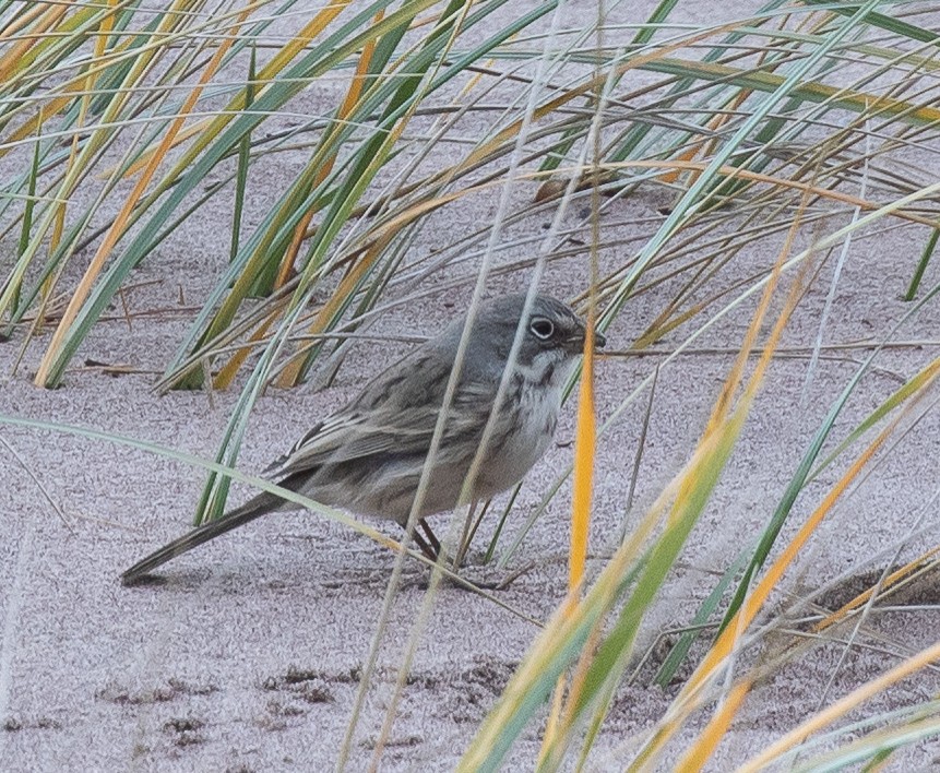 Sagebrush Sparrow - ML497889111