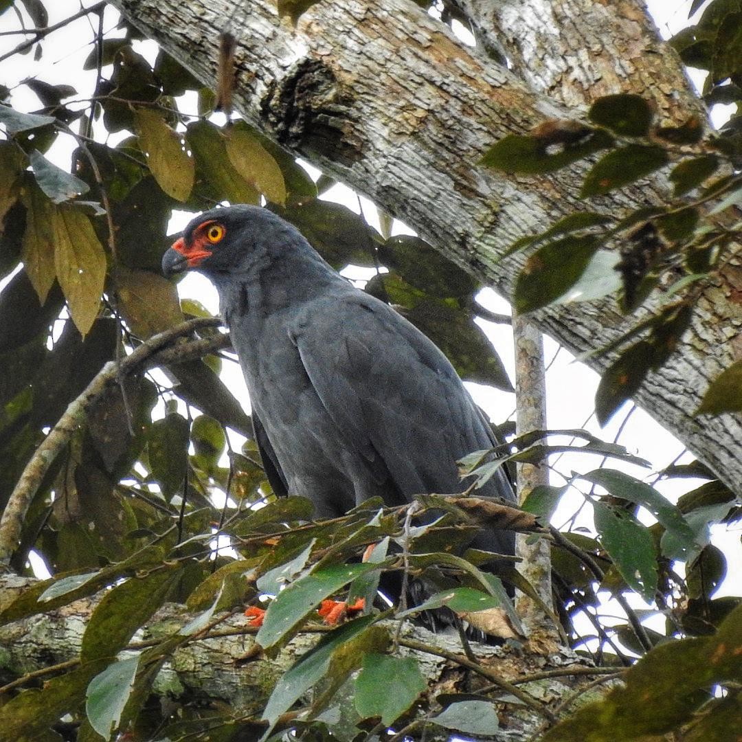 Schieferbussard - ML497889301