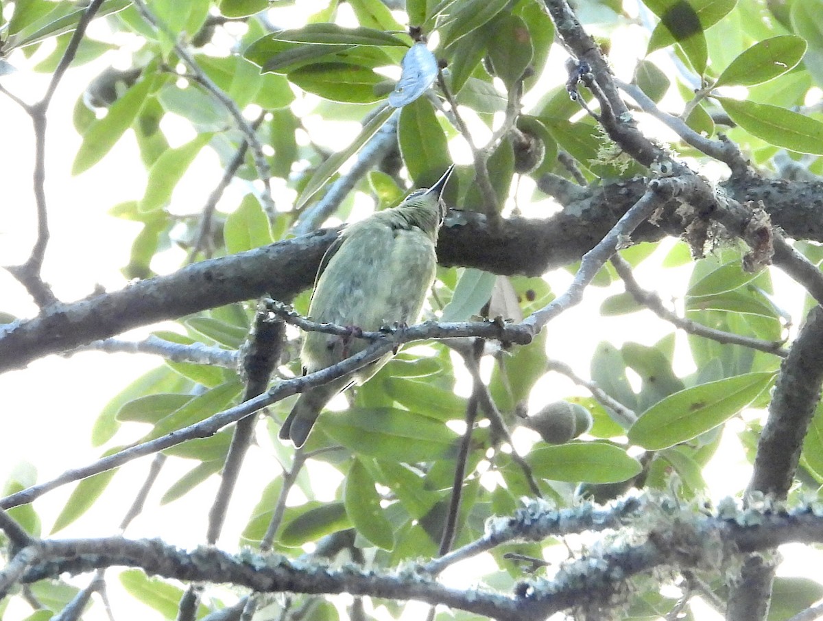Red-legged Honeycreeper - ML497889431