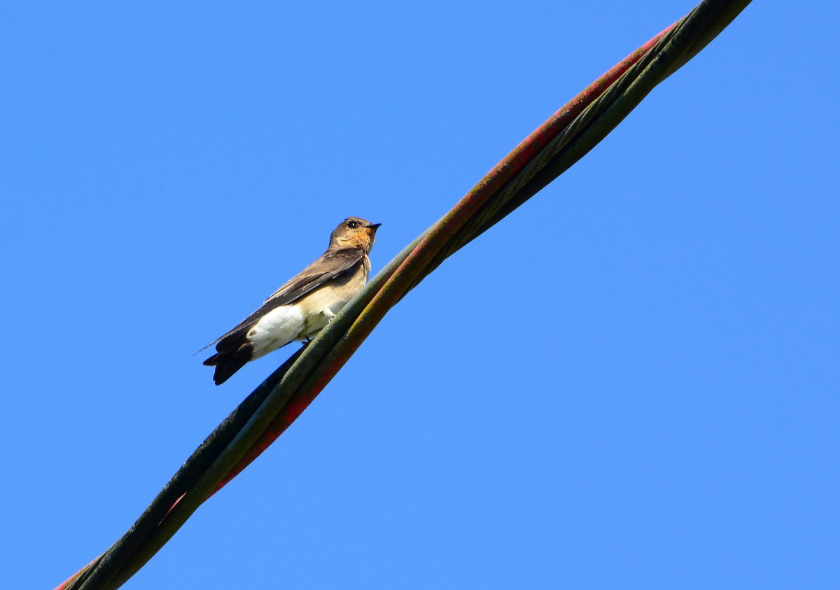 Southern Rough-winged Swallow - João Gava Just