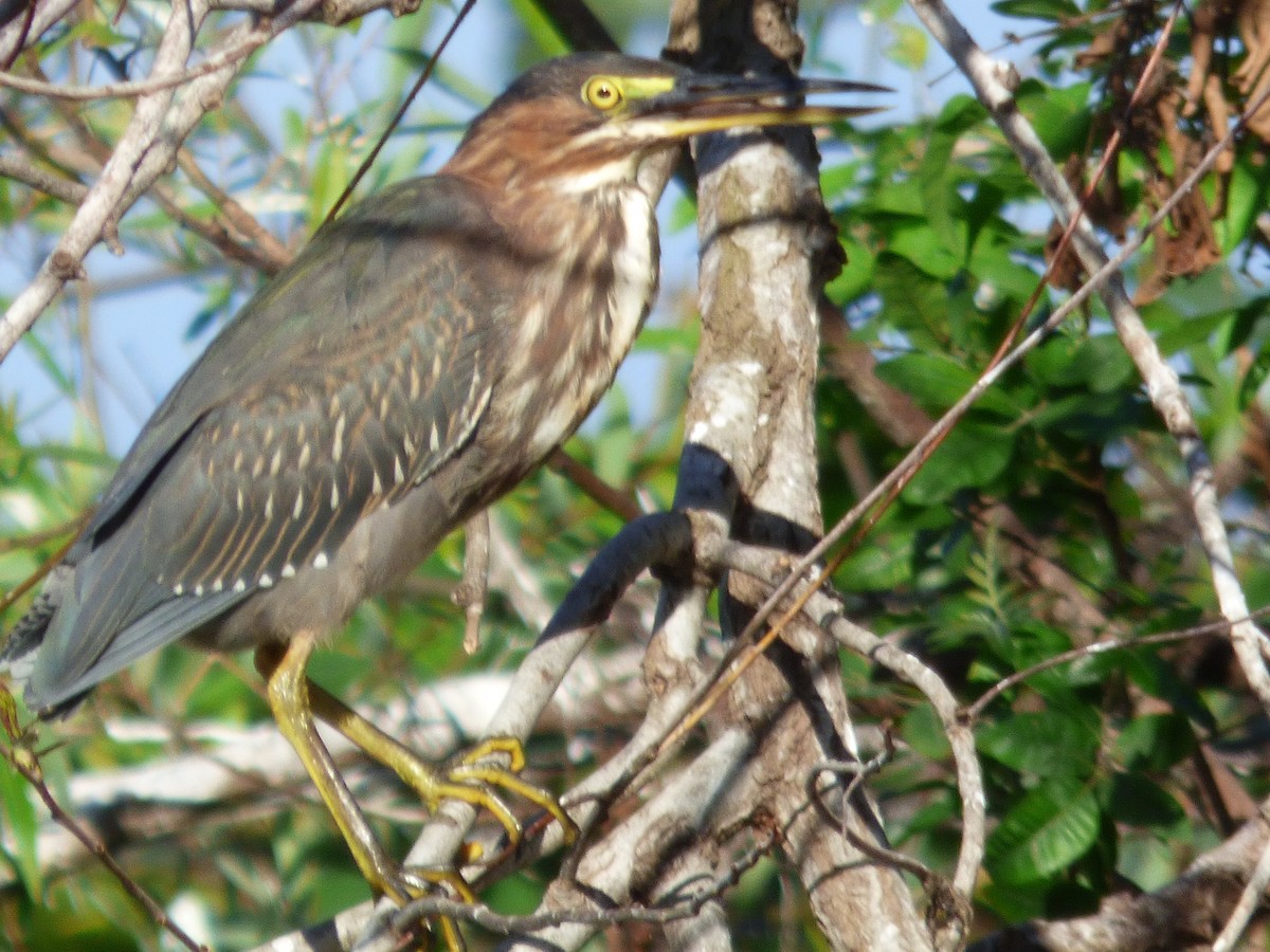 Green Heron - Betty Holcomb