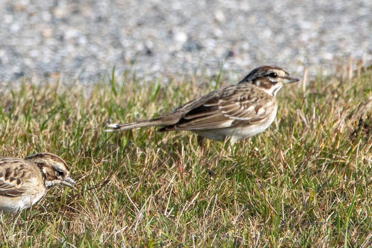 Lark Sparrow - Pam Watters