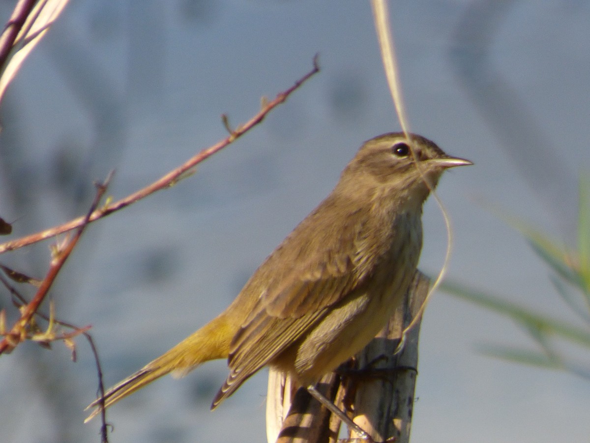 Palm Warbler - Betty Holcomb