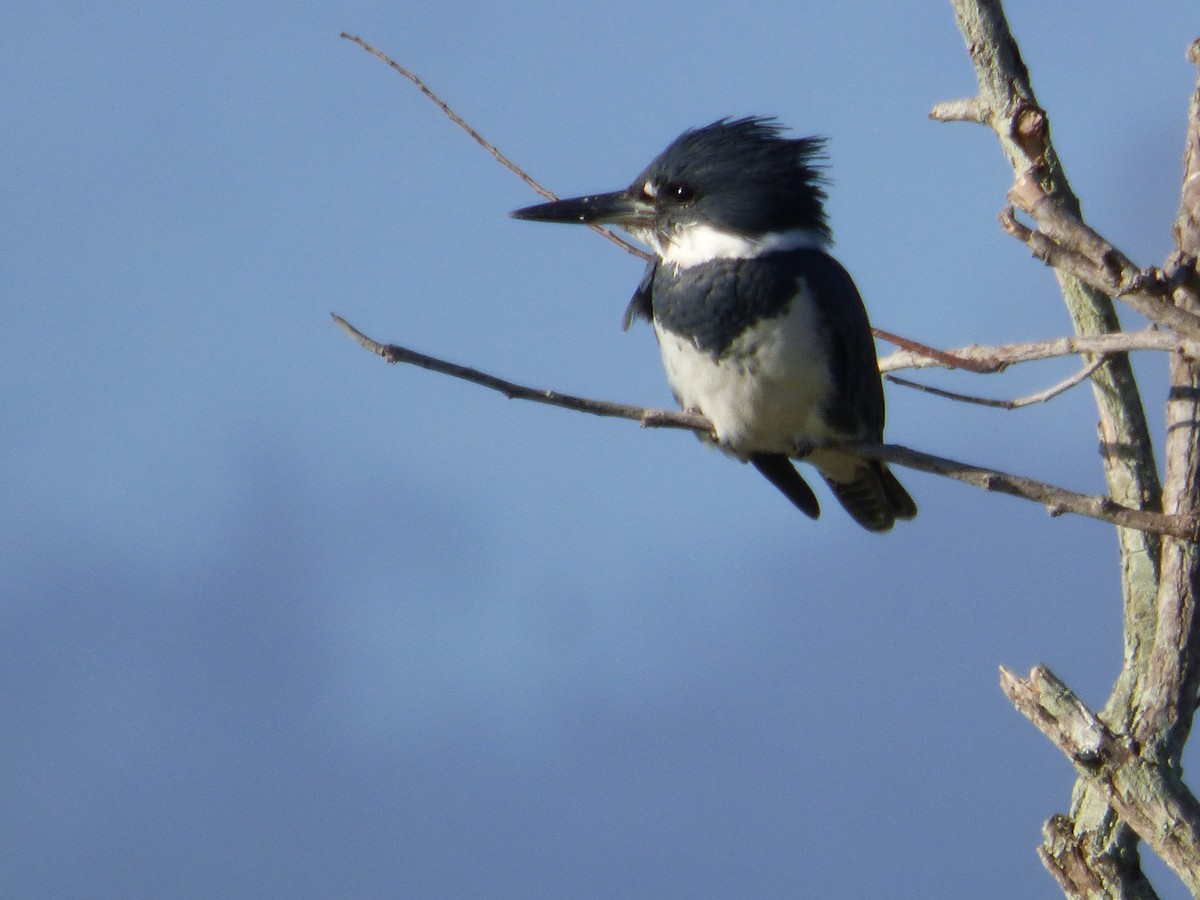 Belted Kingfisher - Betty Holcomb