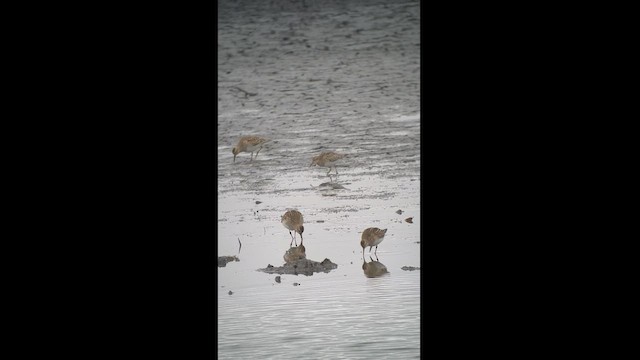 Pectoral Sandpiper - ML497890981