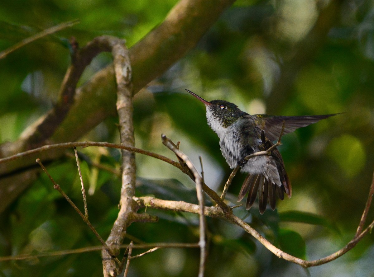 Amazilia Versicolor - ML497891131