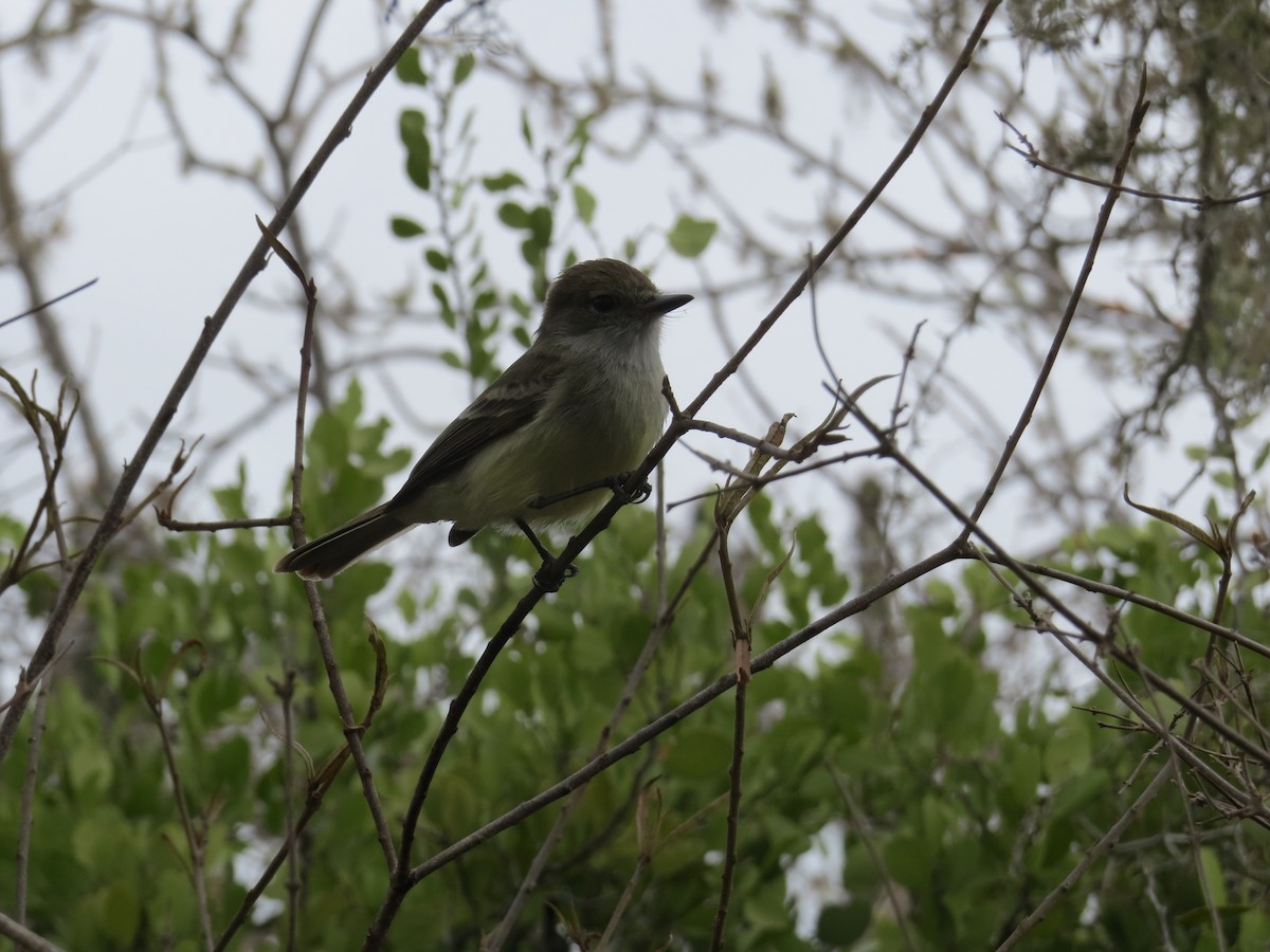 Galapagos Flycatcher - ML497891261