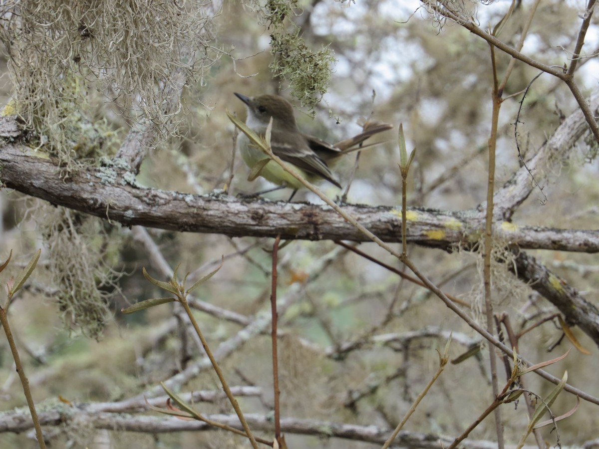 Galapagos Flycatcher - ML497891271