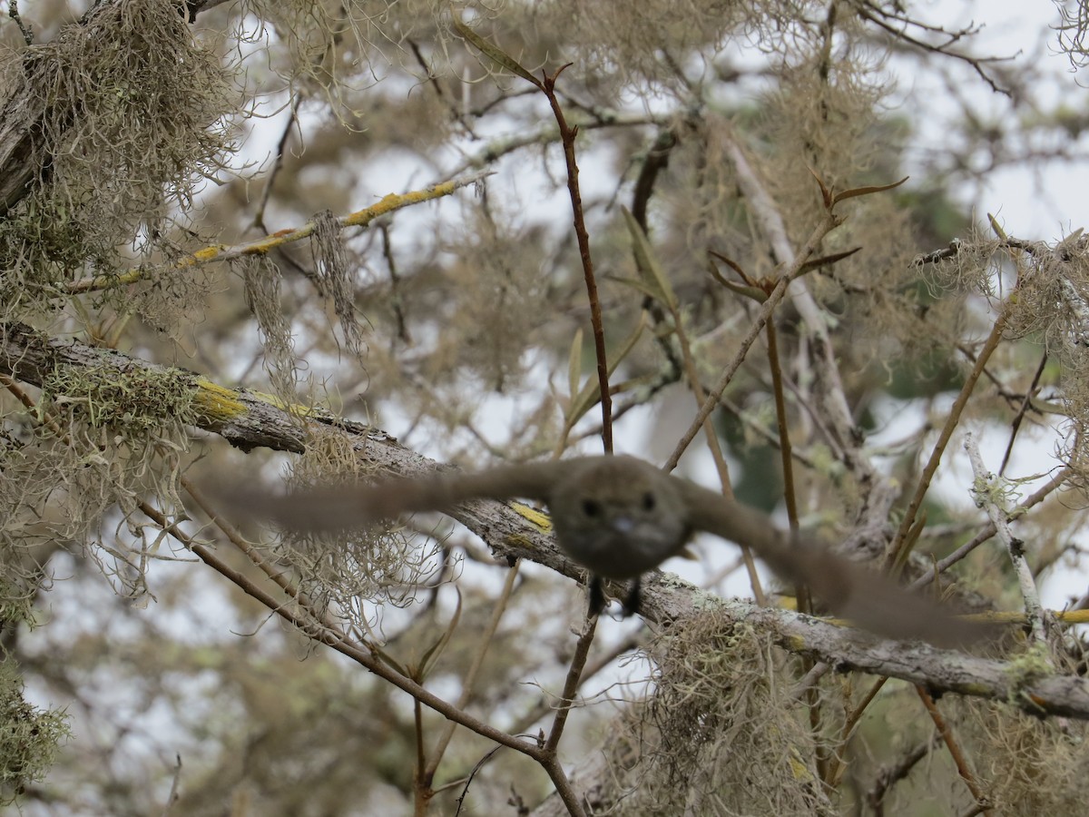 Galapagos Flycatcher - ML497891281