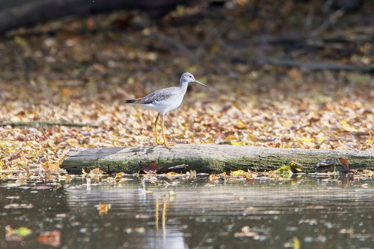 Greater Yellowlegs - ML497891811