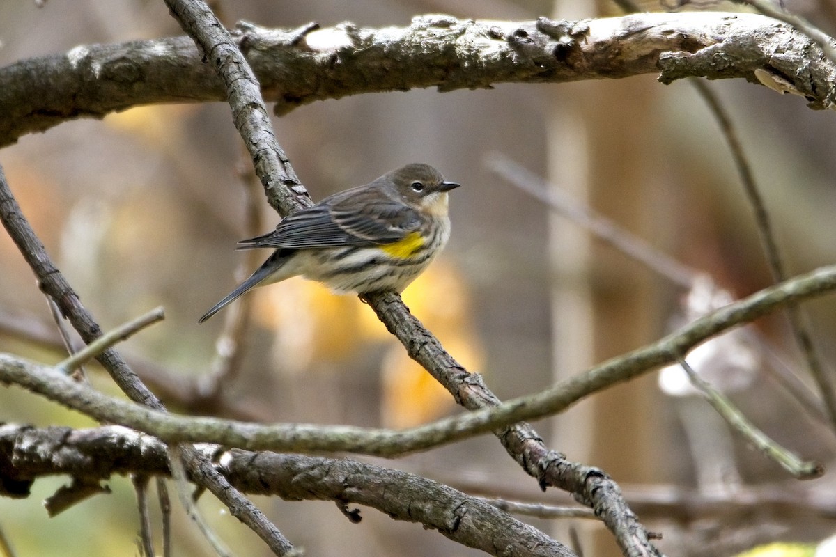 Yellow-rumped Warbler - ML497892041