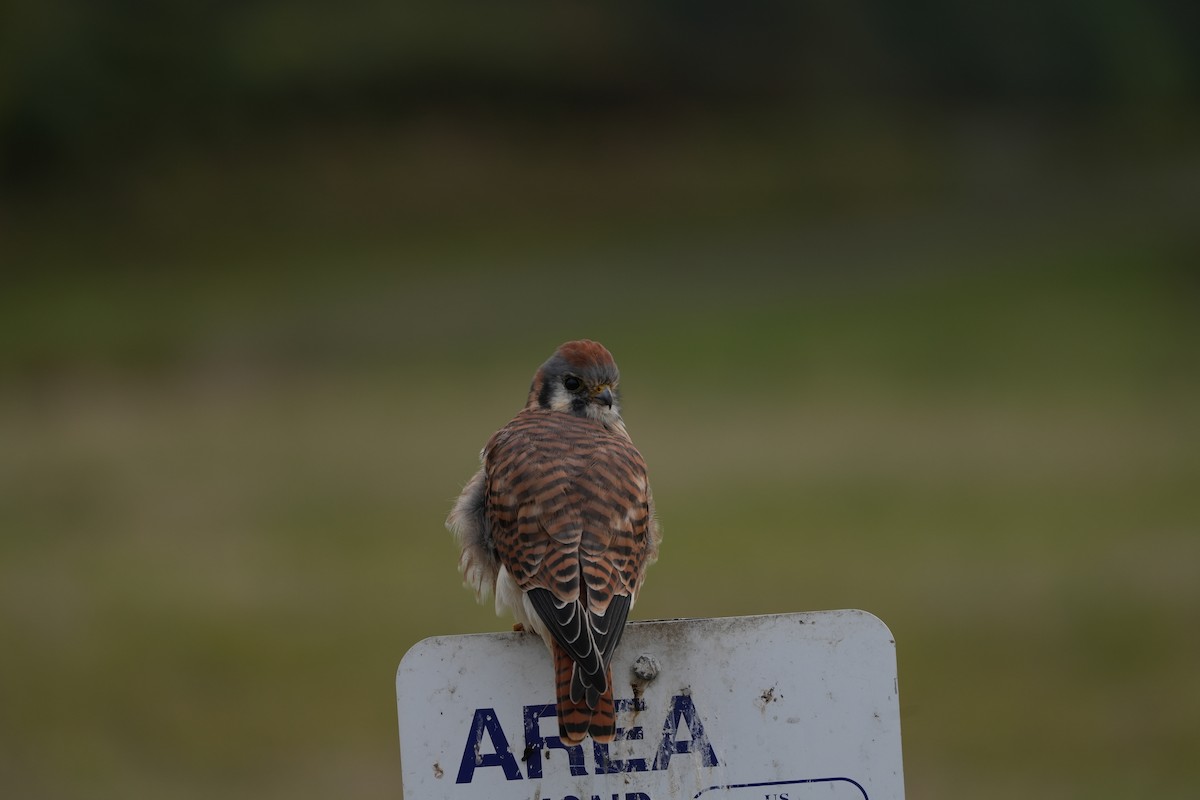 American Kestrel - Joe RouLaine