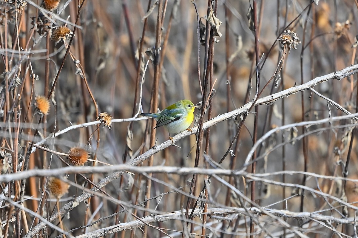 Northern Parula - ML497892111