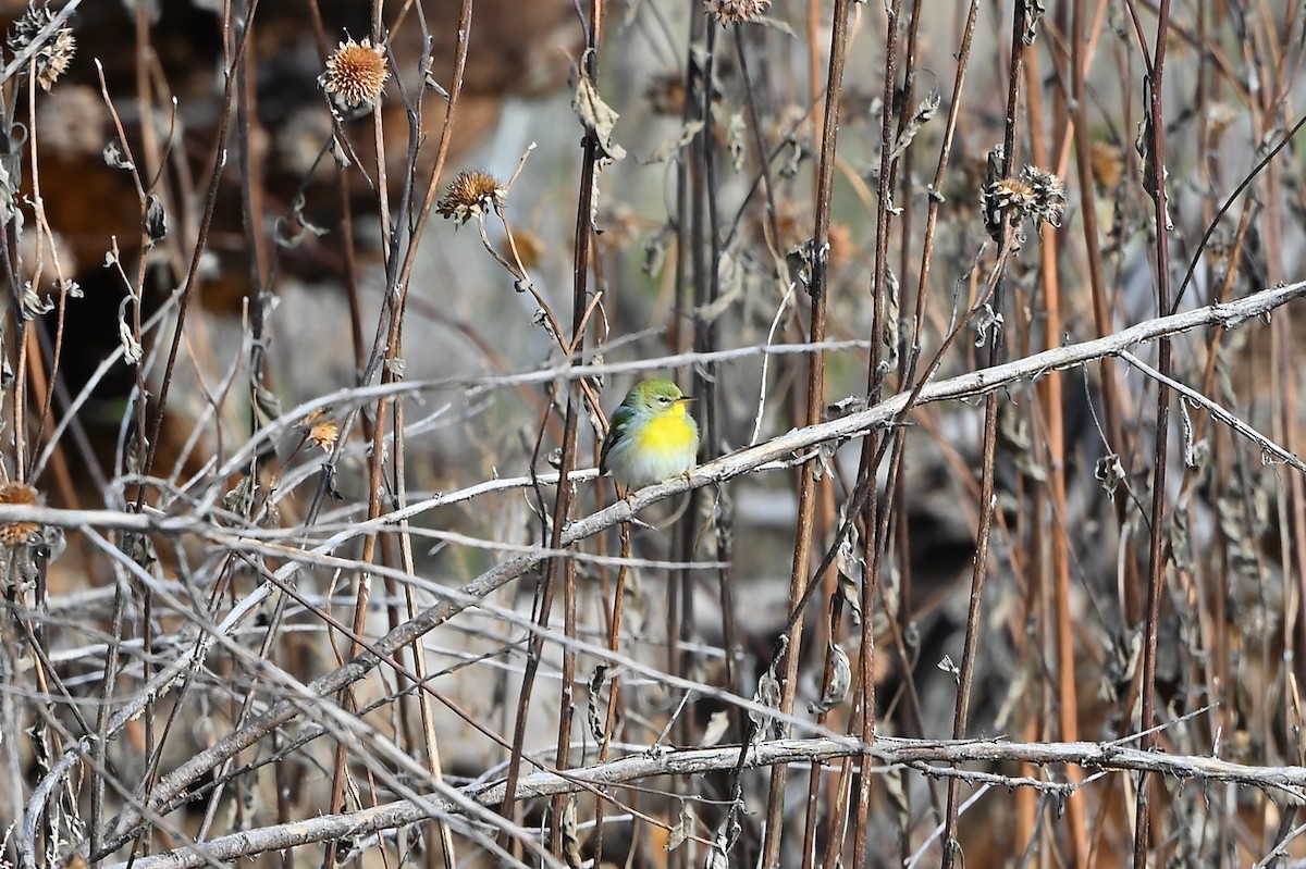 Northern Parula - ML497892141