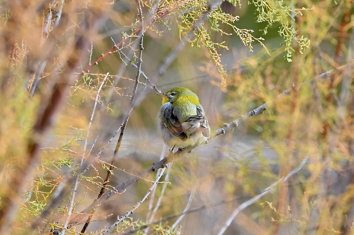Northern Parula - ML497892201