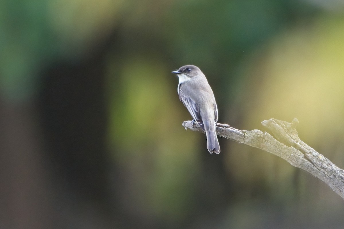 Eastern Phoebe - ML497892211