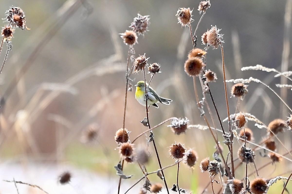 Northern Parula - ML497892231