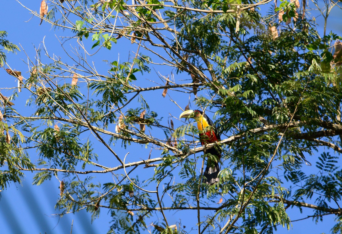 Toucan à ventre rouge - ML497892261