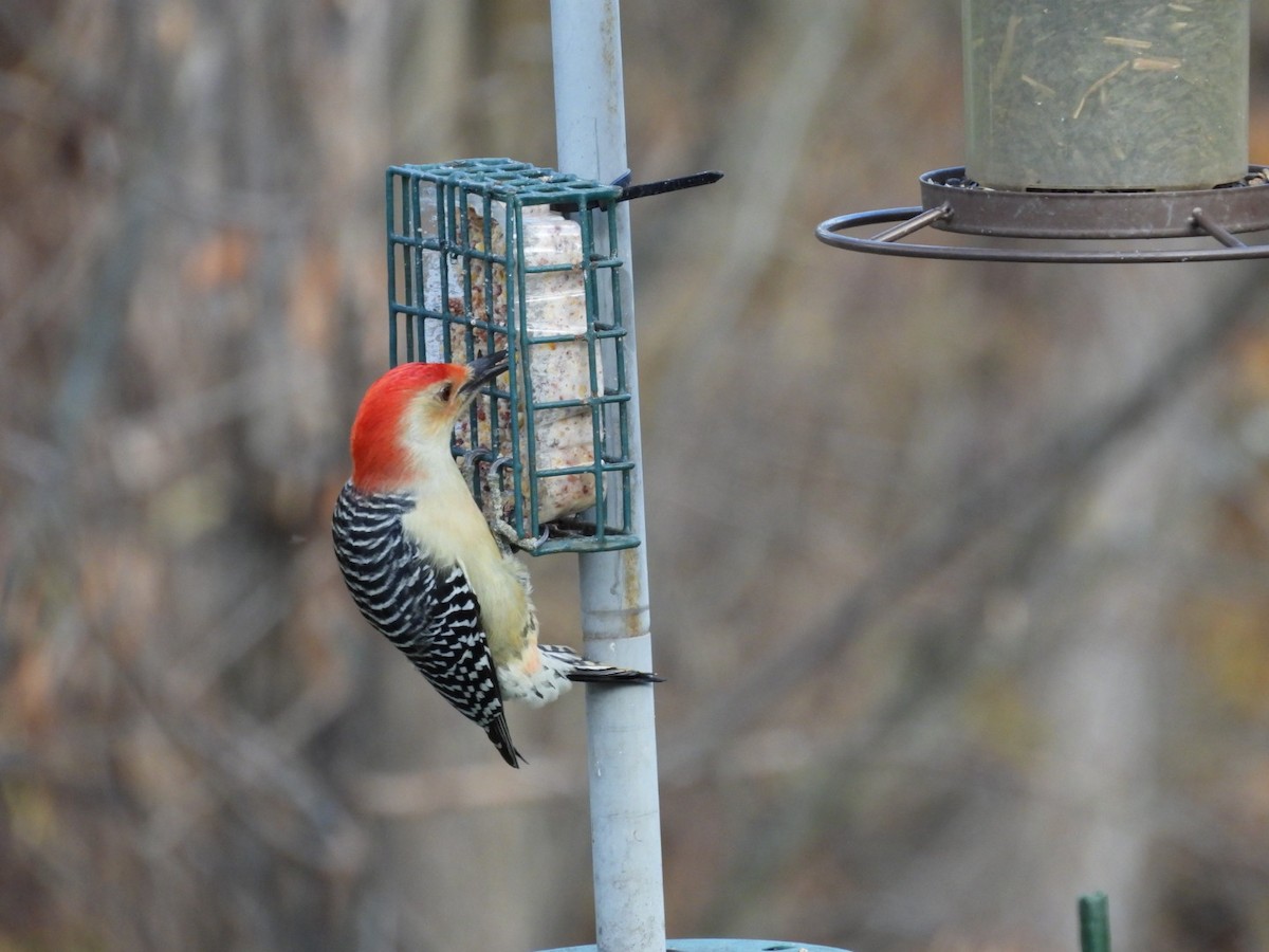 Red-bellied Woodpecker - ML497892281