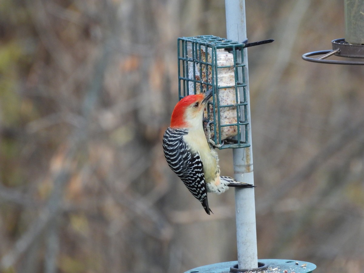 Red-bellied Woodpecker - ML497892421