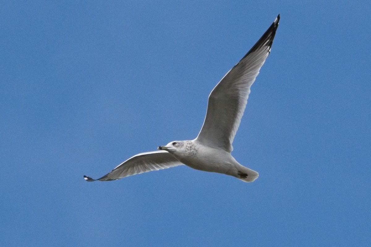 Ring-billed Gull - ML497892541