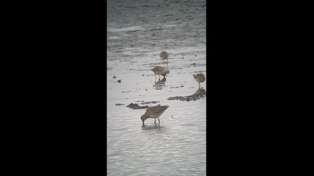 Long-billed Dowitcher - ML497894031