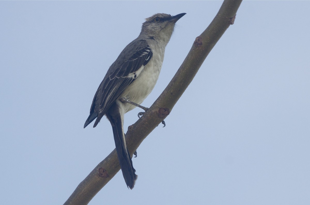 Northern Mockingbird - Jan Cubilla