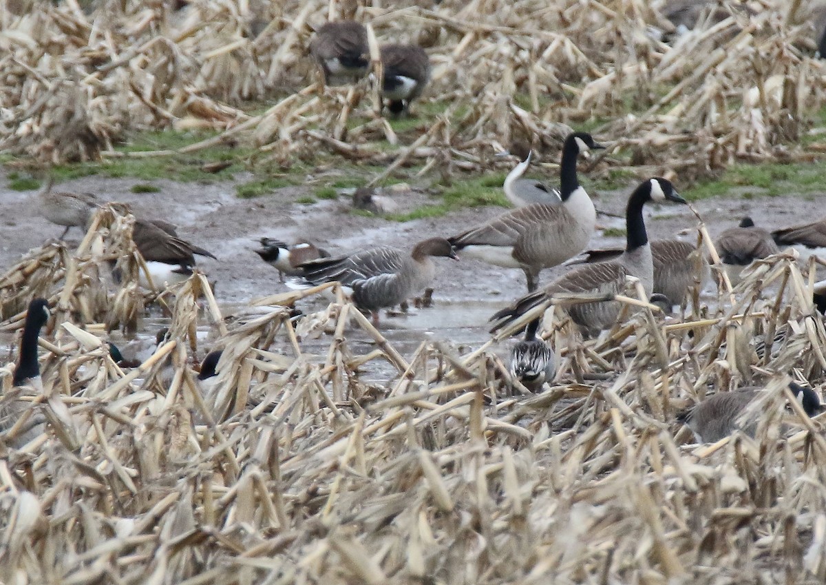 Pink-footed Goose - ML49789521