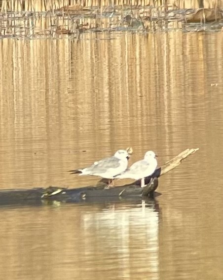 Laughing Gull - ML497896001