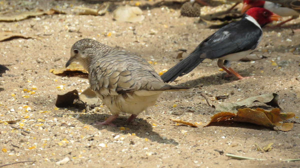 Scaled Dove - ML497896311