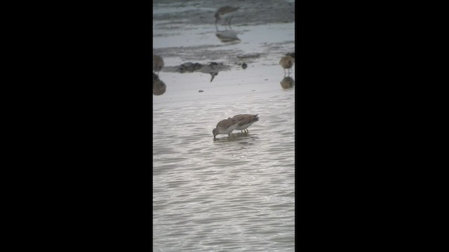 Stilt Sandpiper - ML497897421