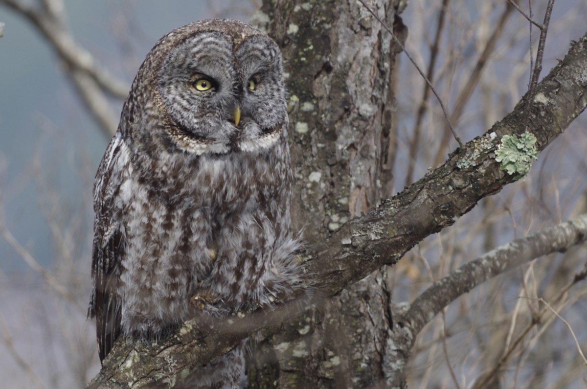 Great Gray Owl - ML49789991