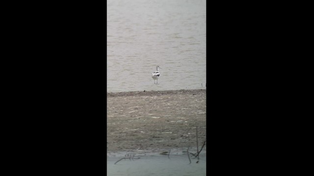 Avoceta Americana - ML497900061