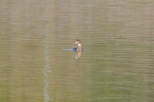Pied-billed Grebe - ML497900481
