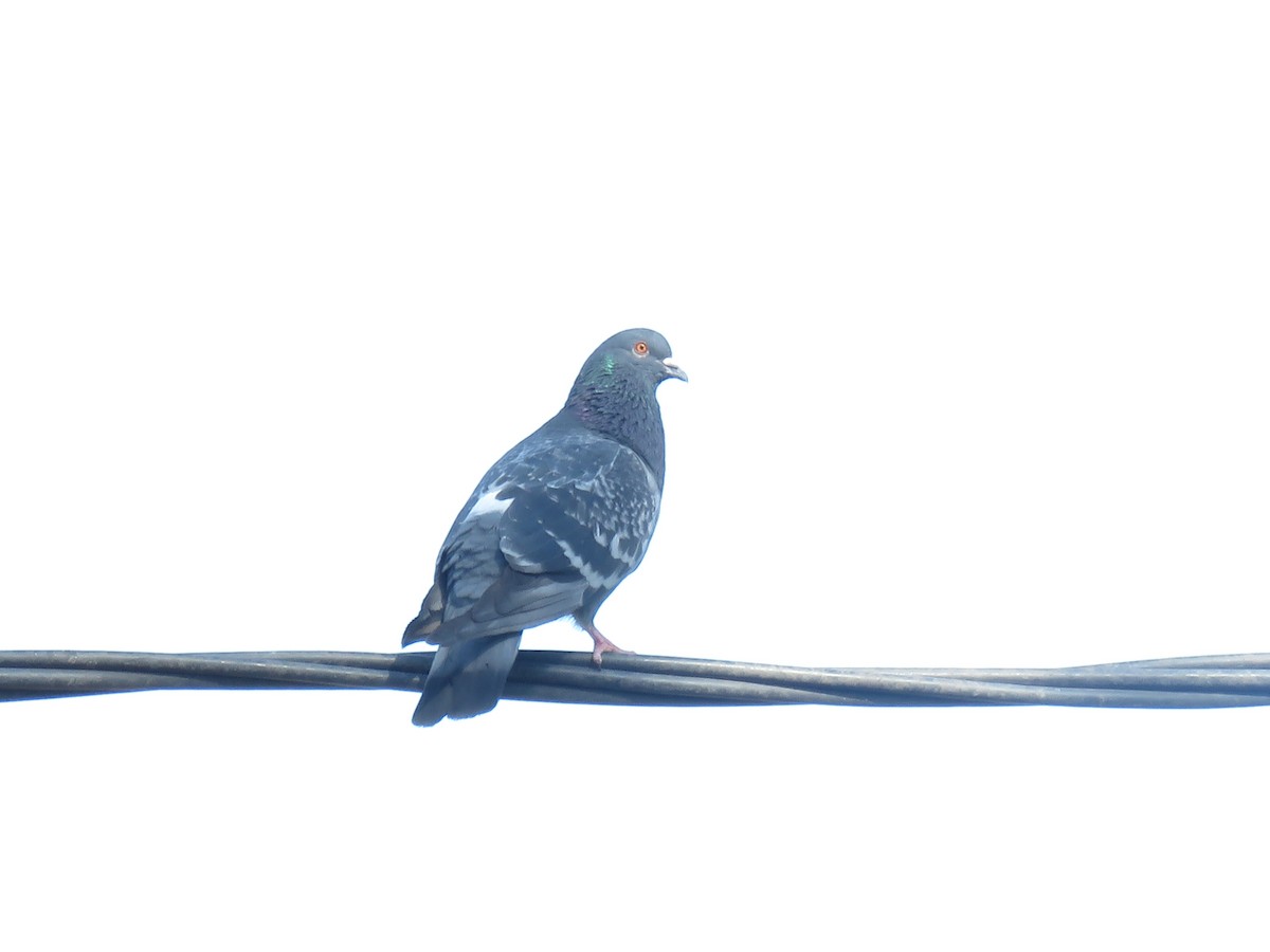 Rock Pigeon (Feral Pigeon) - ML497900491