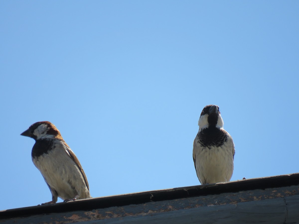 House Sparrow - ML497900691