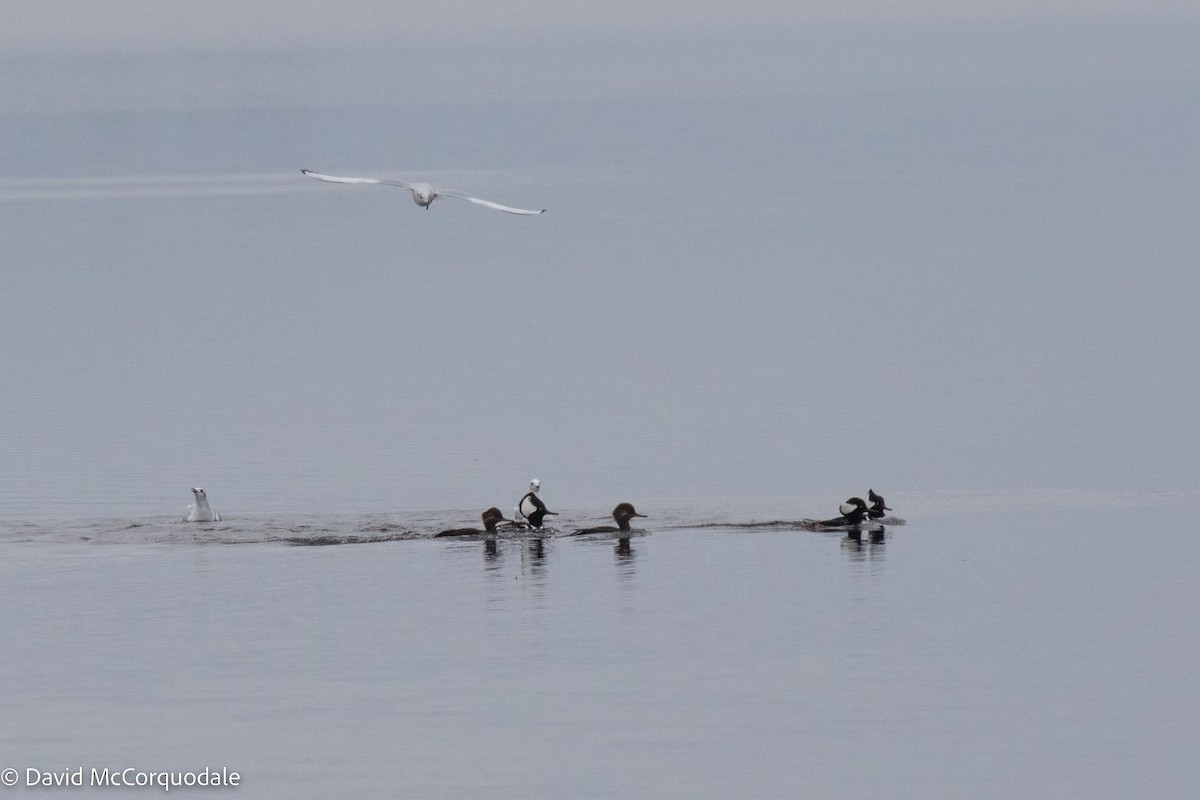 Hooded Merganser - ML497902301