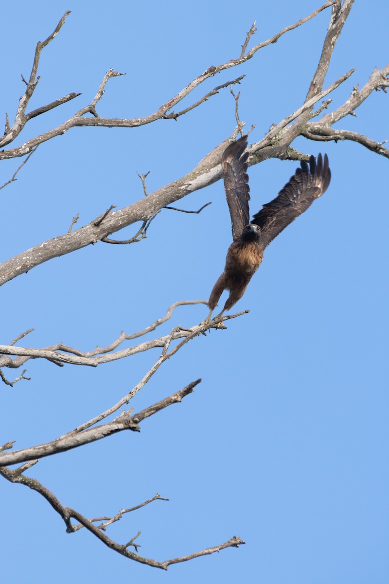 Red-tailed Hawk - ML497904561