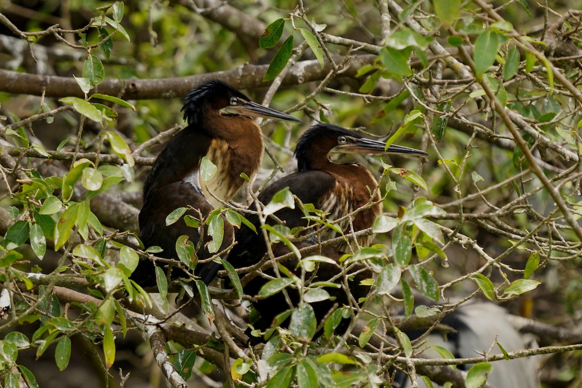 Agami Heron - ML497904941