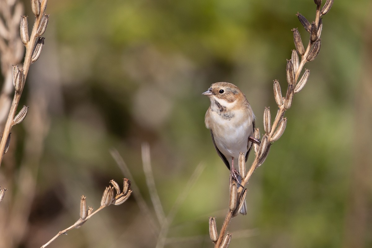 Pallas's Bunting - Kasia & Takashi Someya